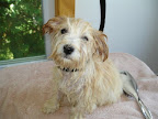 pup_bath